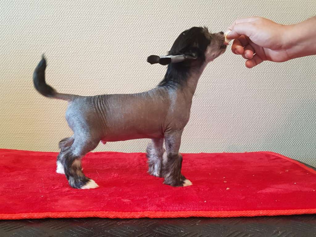 CH . Moon Harbour Octave