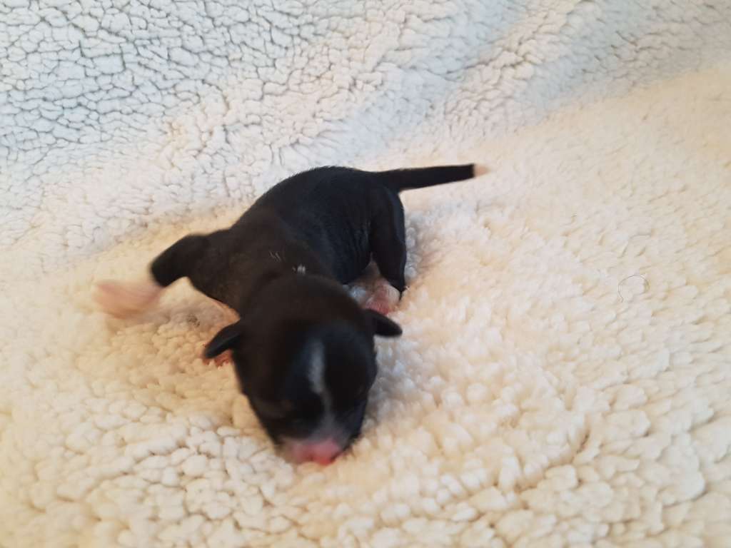 Moon Harbour Onorine