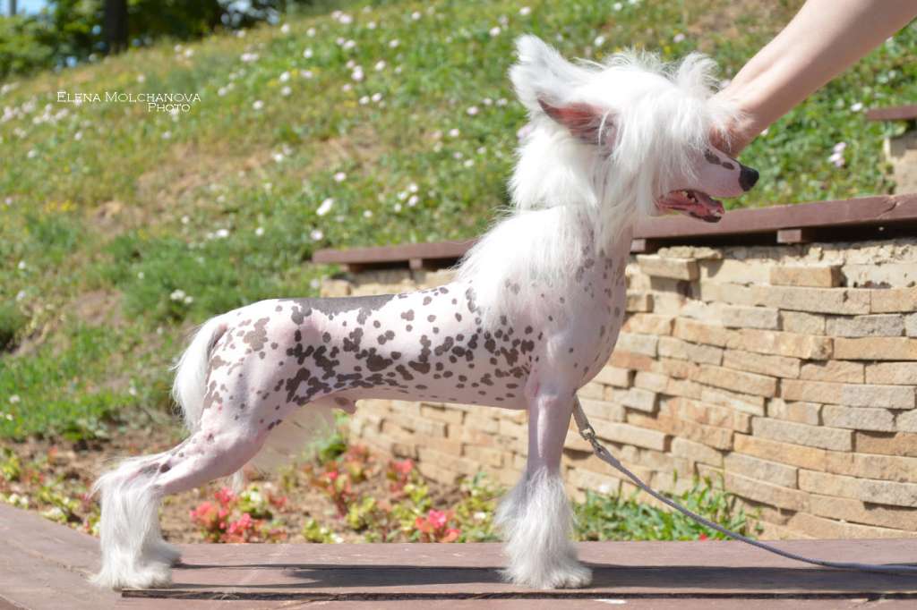 Sofiris  Show Light of Joy