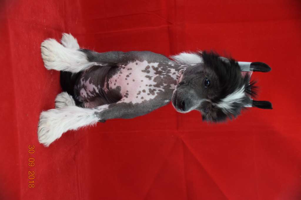 Operation Fortitude Of Pastime Paradise