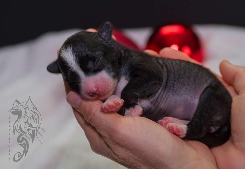 Déjà Vu Heritage of Han