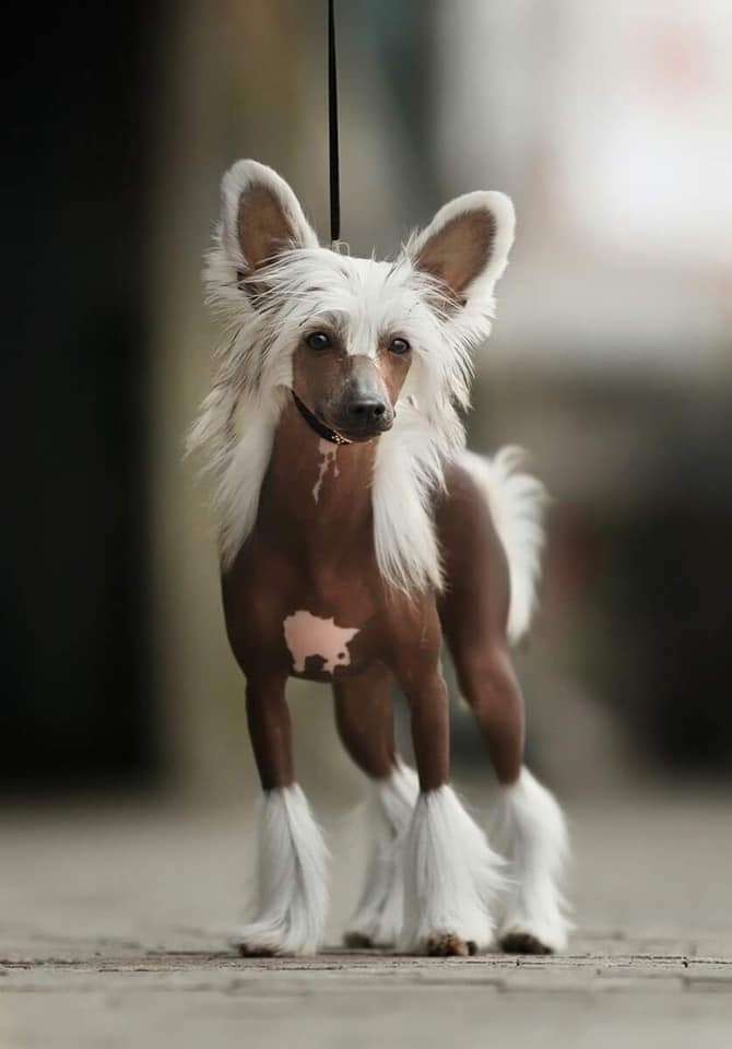 Touch Beauty Hot Kiss Good Luck