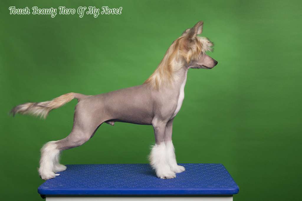 Touch Beauty Hero of My Novel