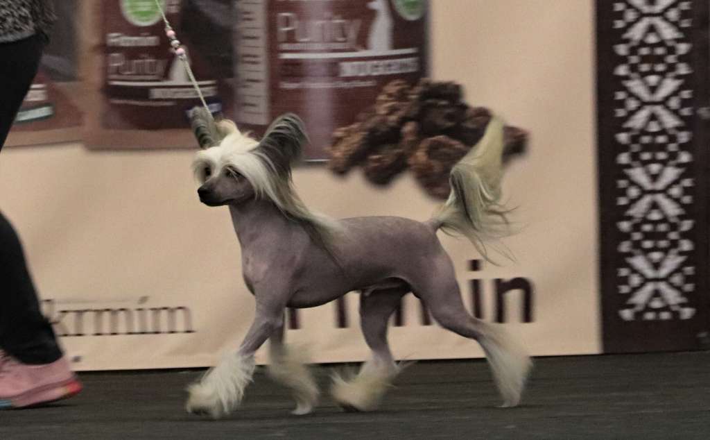 Marquis De Lafayette Queen Malverne