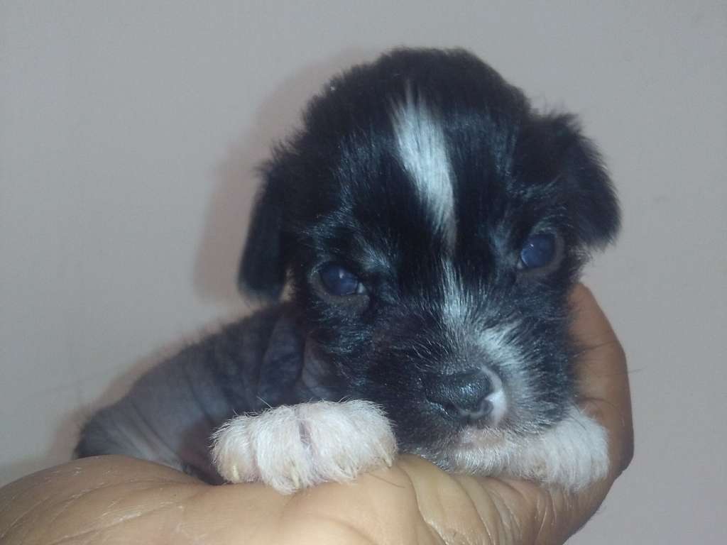 deBahTrio's The Dread Dragon