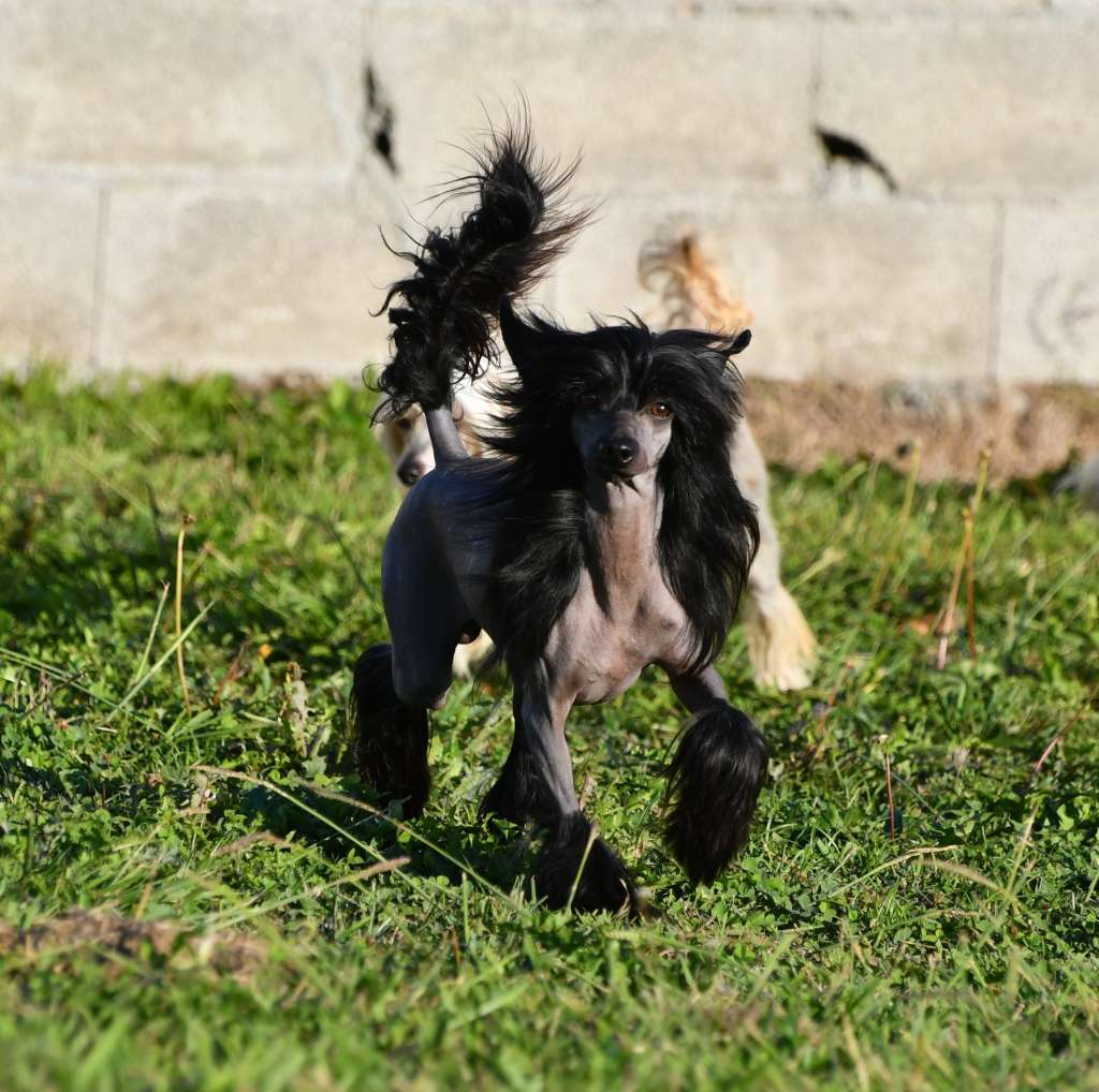 Little Dog Of Dream Our Julio