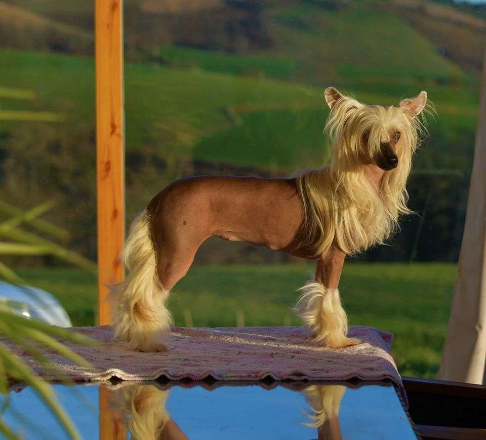 Little Dog Of Dream Oliwia