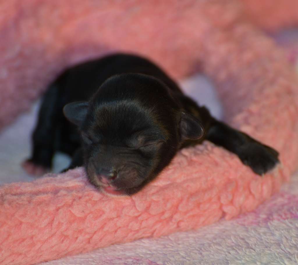 Little Dog Of Dream Ohana