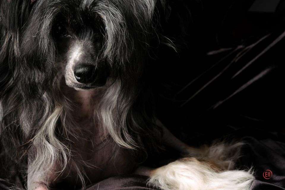 Ins Lucky Star Zhuliet Poale Ell