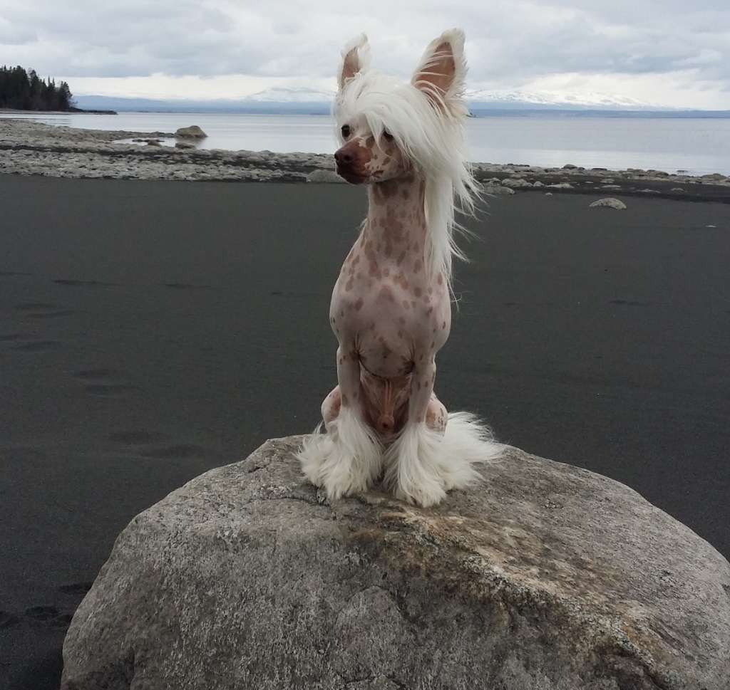 Bielka's Keep The Demon Leashed