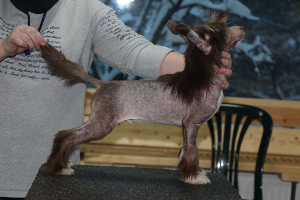 Bella Constanta Goldfinger Lucky