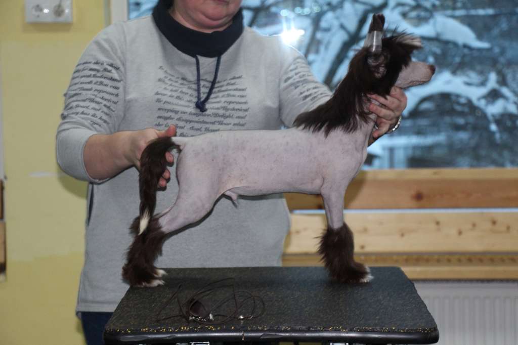 Bella Constanta Great Present