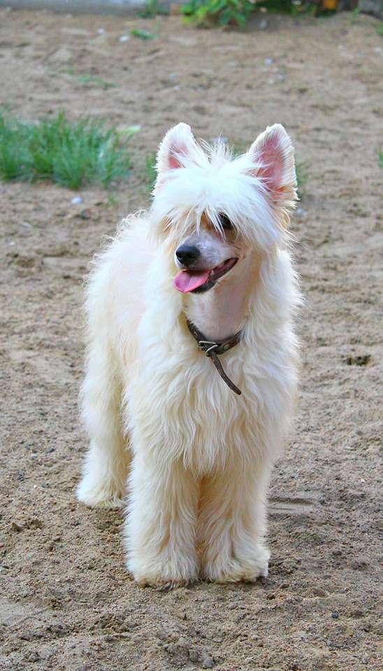 Zakoldovannyy Prints Iz  Vishnyovogo Sada