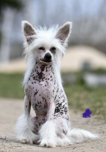 Rafaella Winning Smile