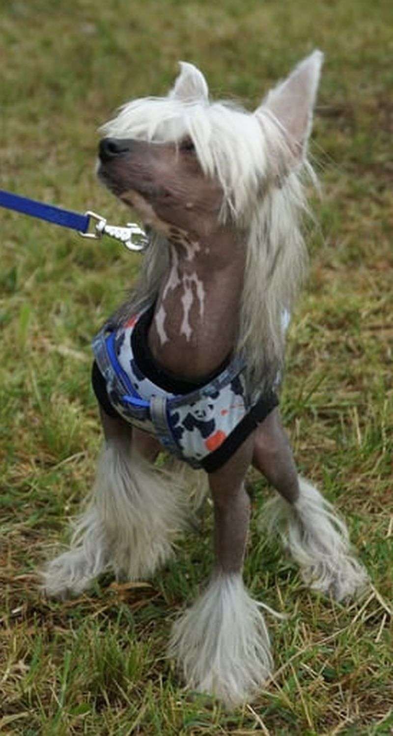 Fundoklia-völgyi Kaszanics Terry