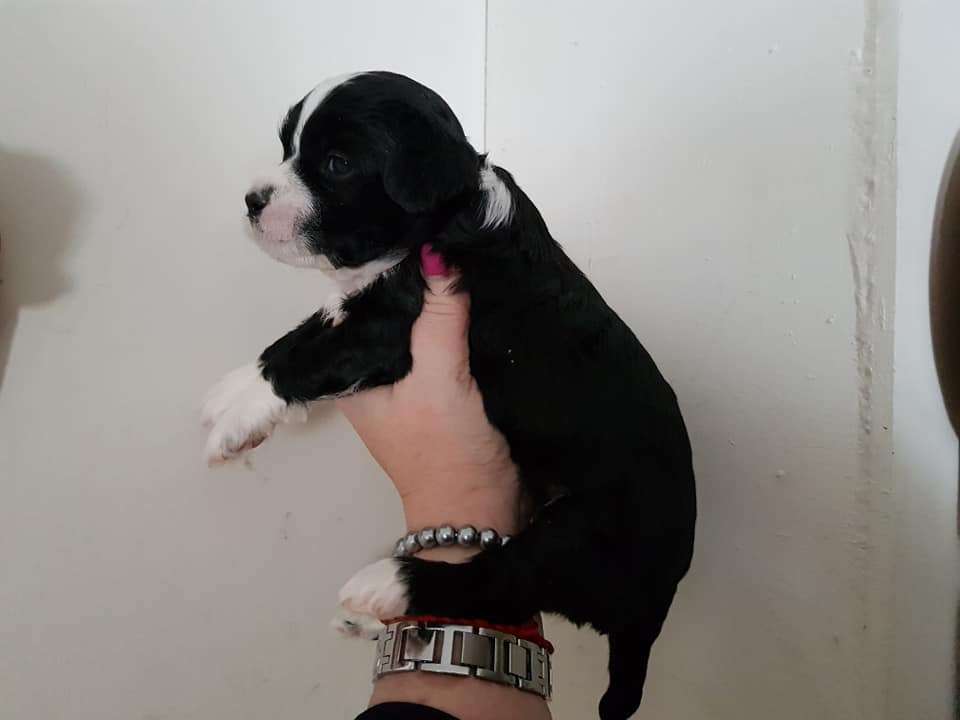 Tournais Tiptoeing To Success