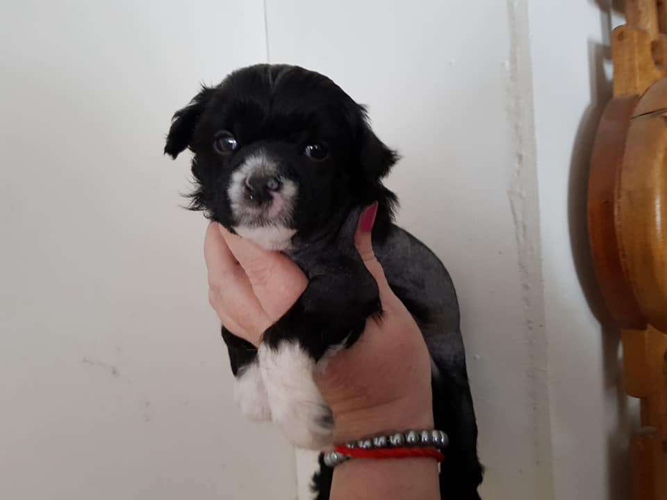 Tournais Sight For Sore Eyes