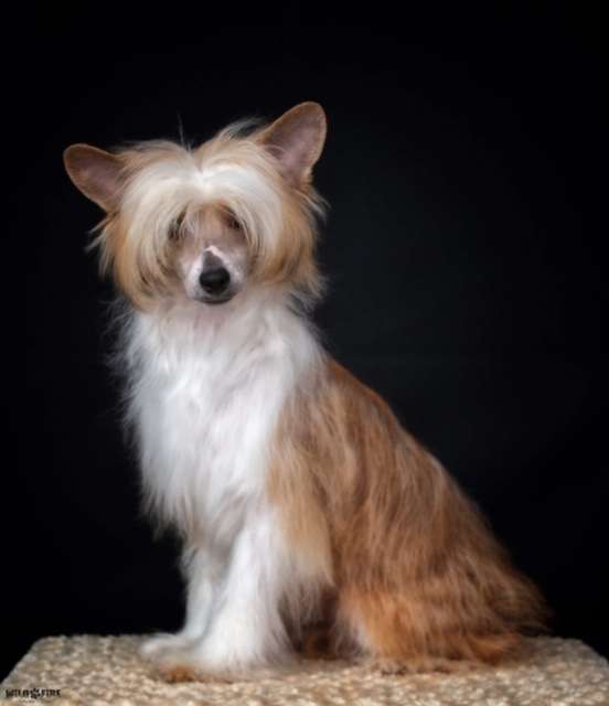 Carrera Sunlit Kickstart My Heart