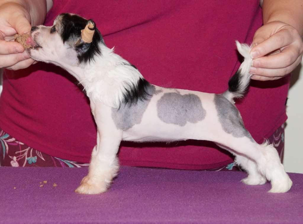 Sun Dan My Little Pony