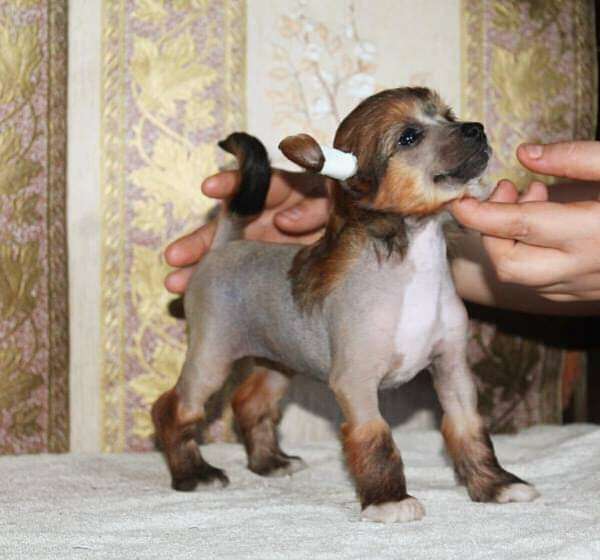 Hyurrem Molosos Gratzi