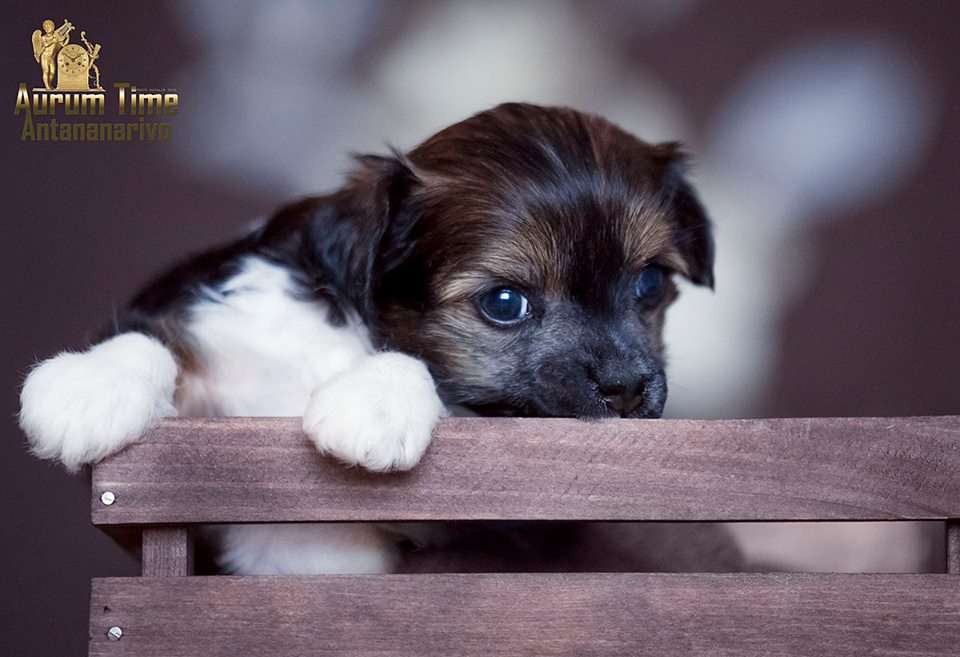 Aurum Time Antanarivo