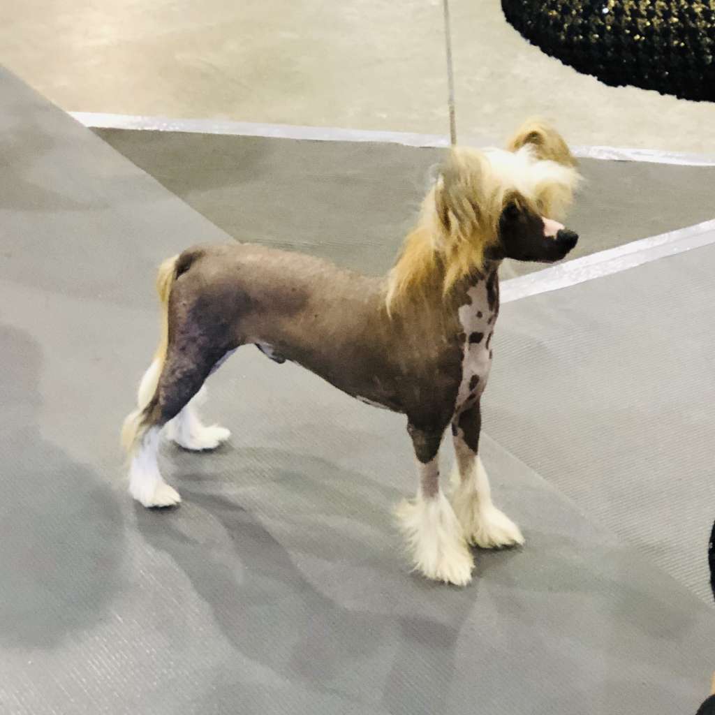 GCH Blanch-o's Fire Away at Frozen Star