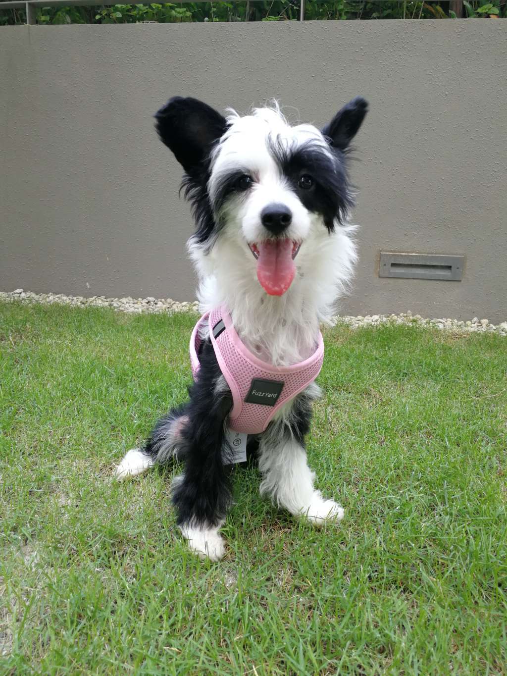 Xiannu Rockstar (AI)