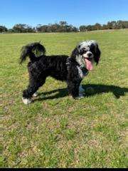 Xiannu Shining Star (AI)