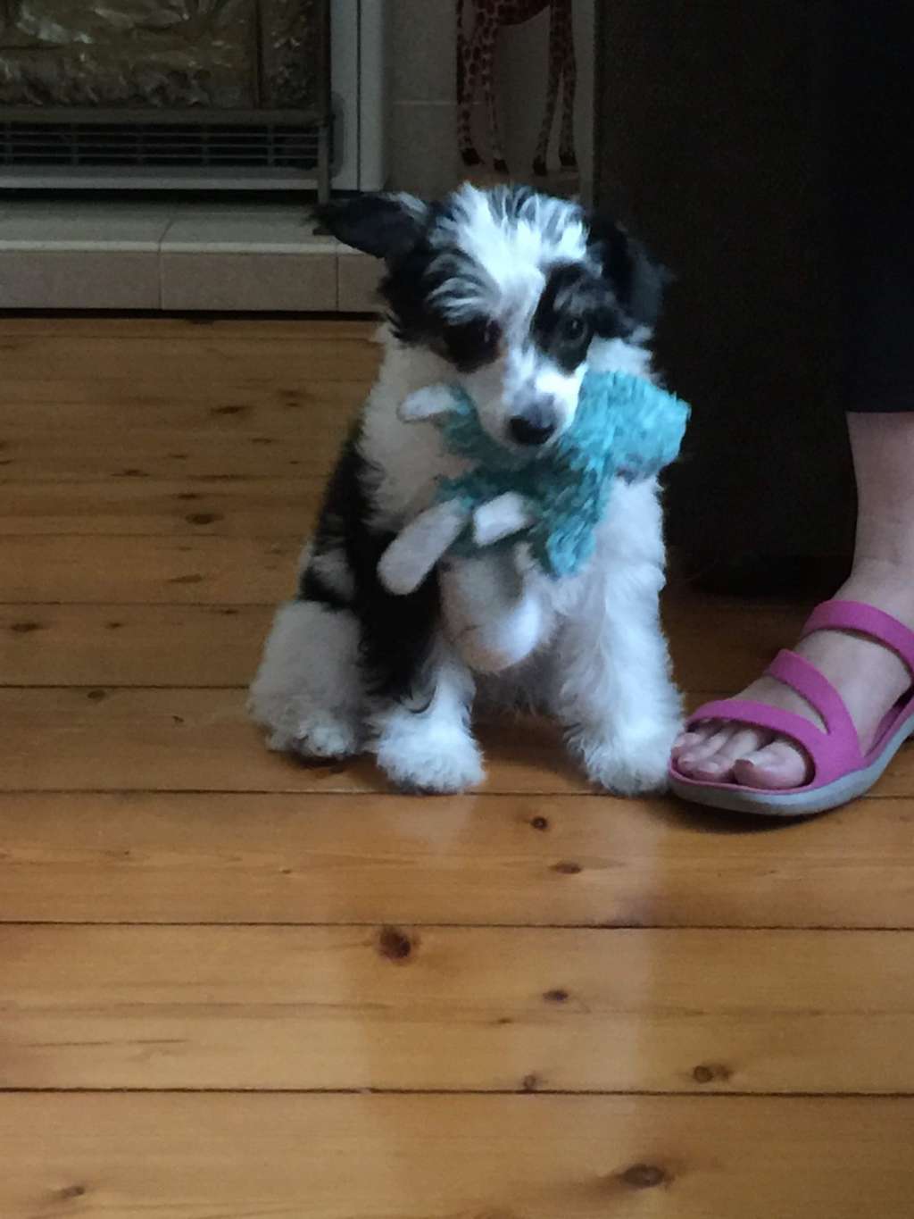 Xiannu Sky Full of Stars (AI)