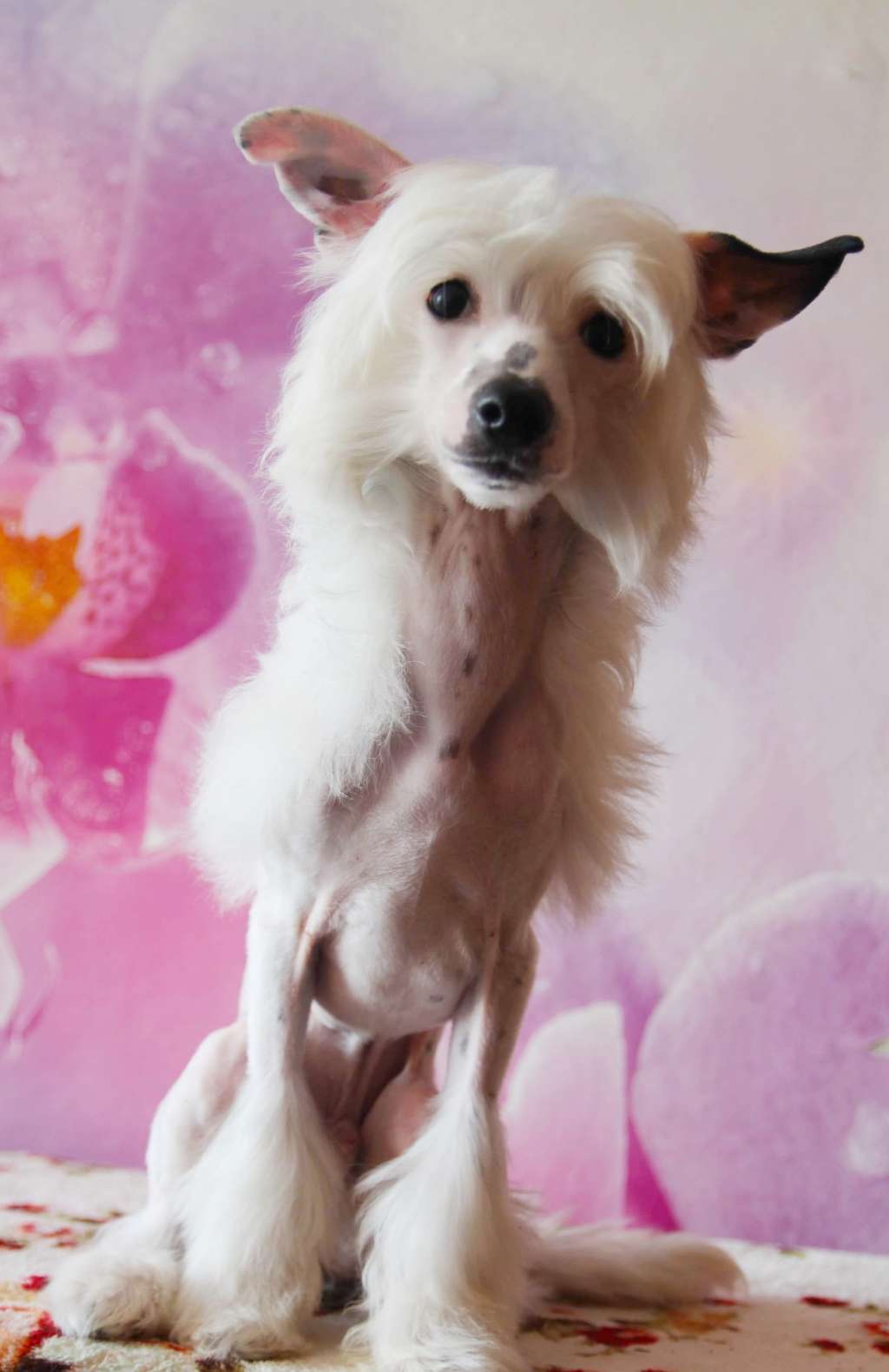 Norman iz Vanil"nyh Snow