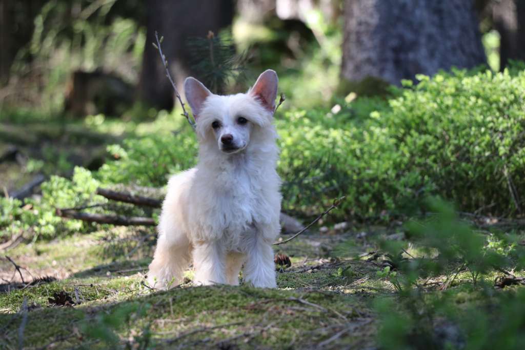 Country Star Princes de la Roses