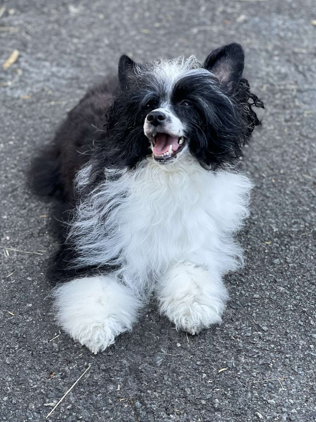 Close To Me Princes de la Roses