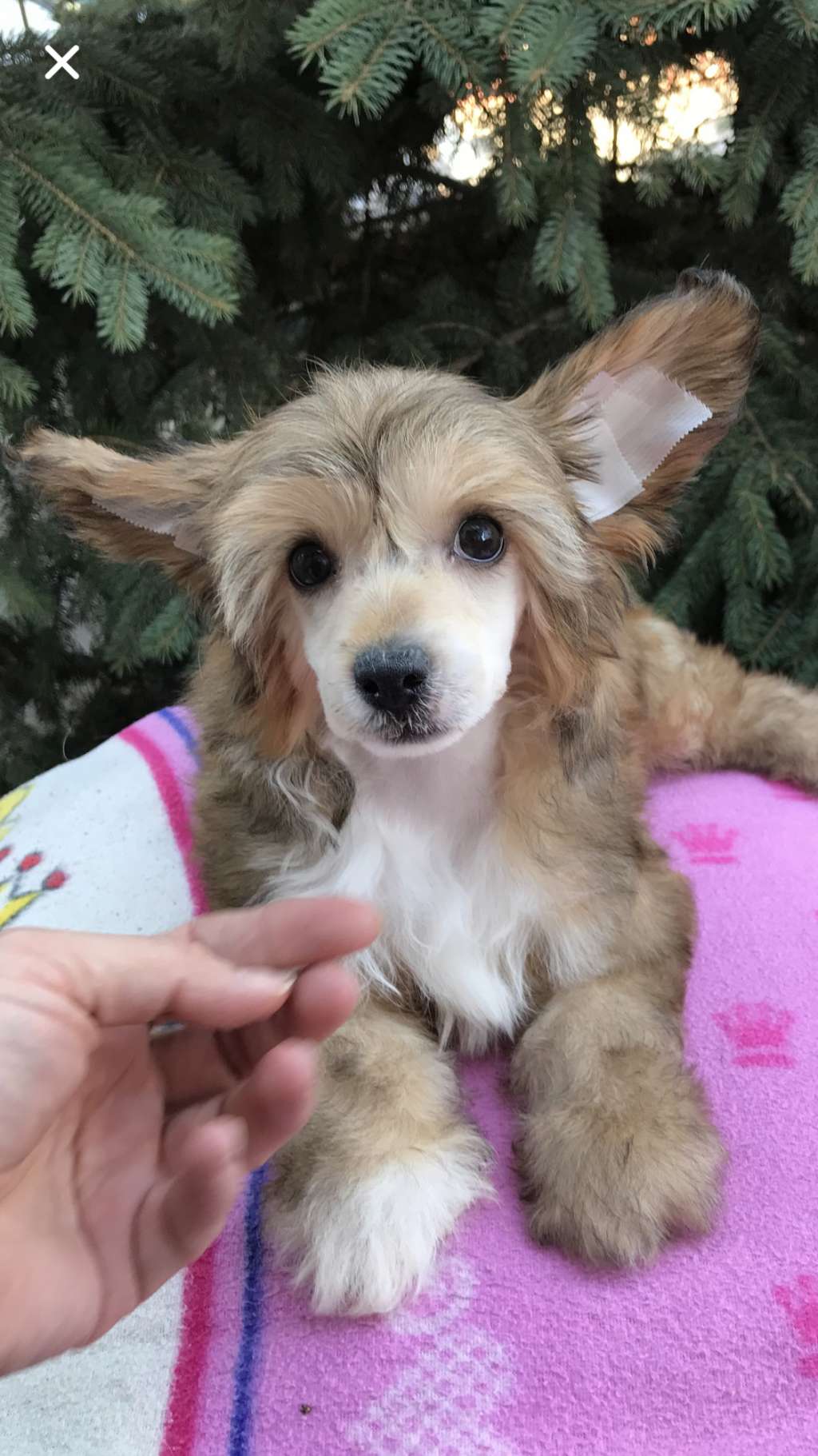 Golden Deer Hermione