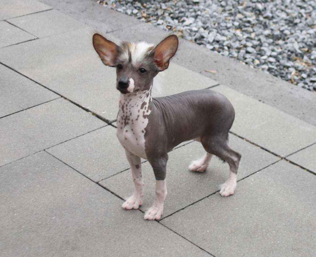 Papa Don't Preach of Angel's Legacy