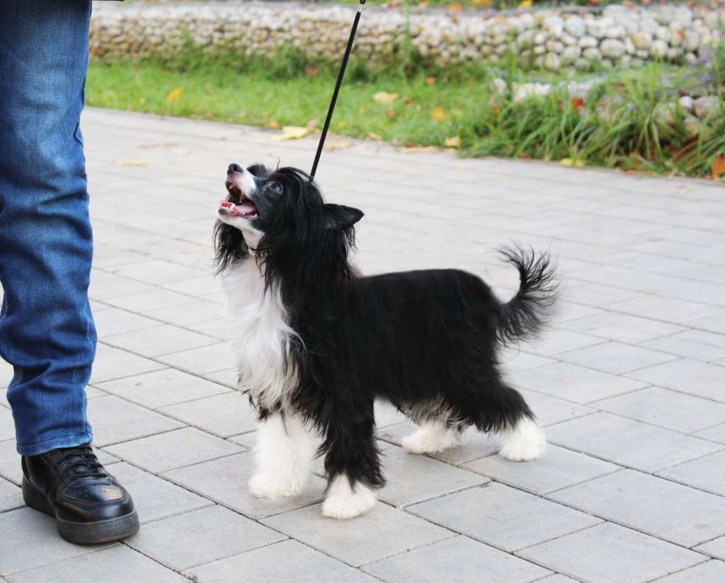 Charuyuschiy Soblazn Zhoselin