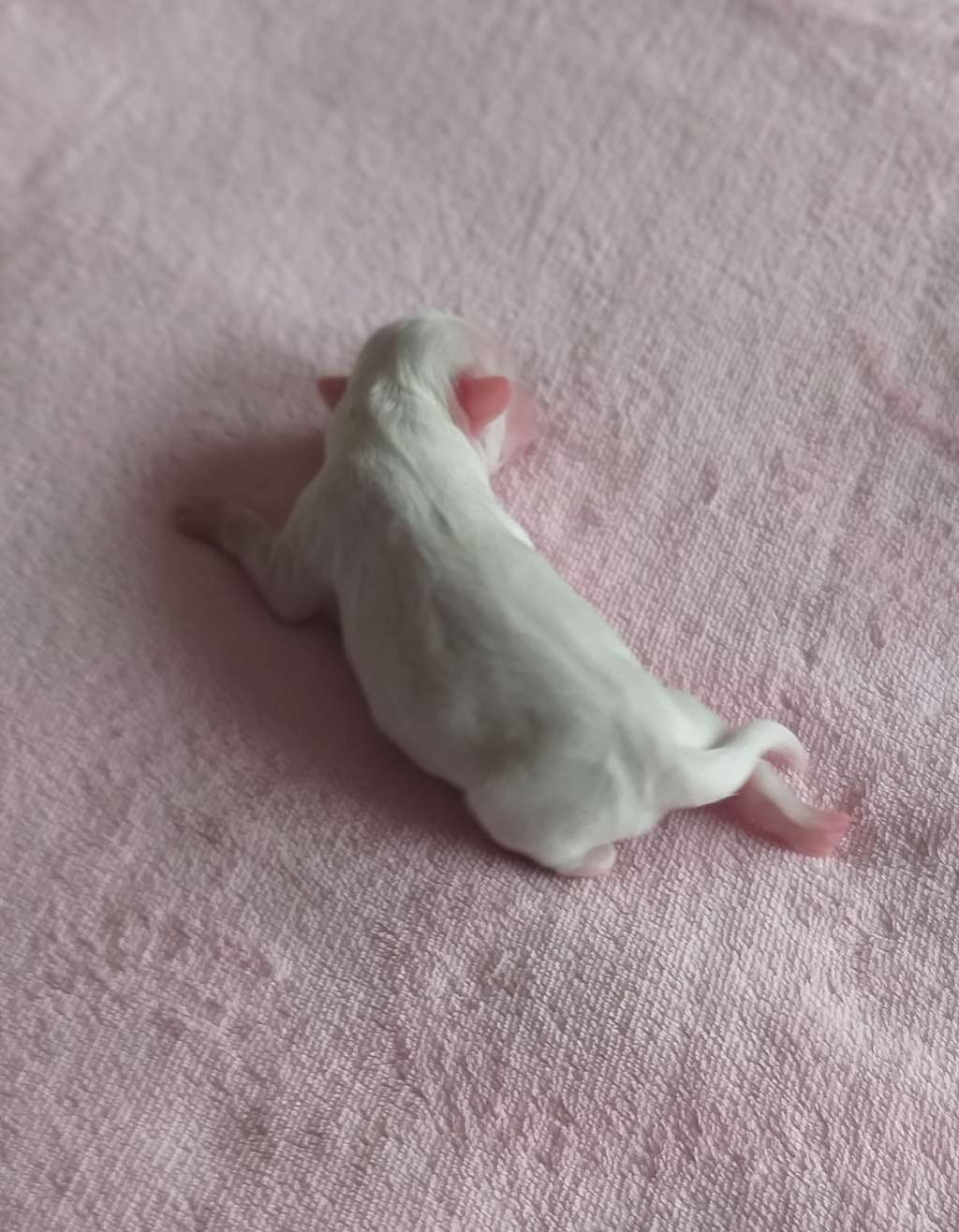 Great Gatsby Avokaduh