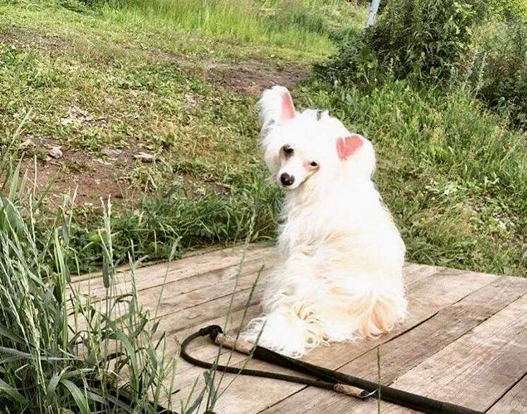 Stellar miks Kaplya Rosi