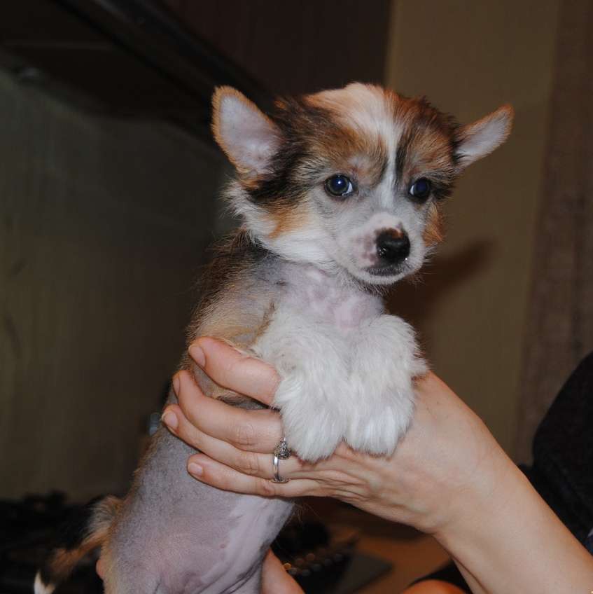 Sapfir iz Tsarskogo Sela Abigel Little Bell