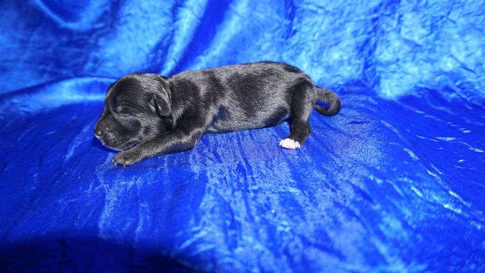 Quentin Planet Of Dream