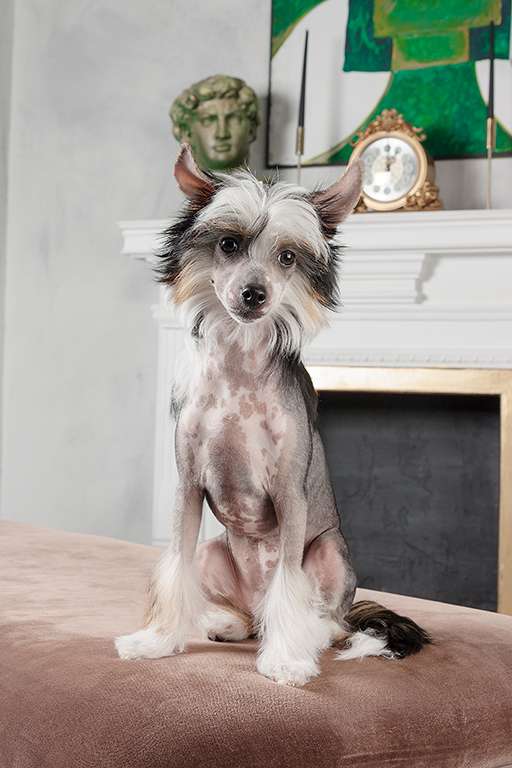 Sapfir iz Tsarskogo Sela Anabel New Moon