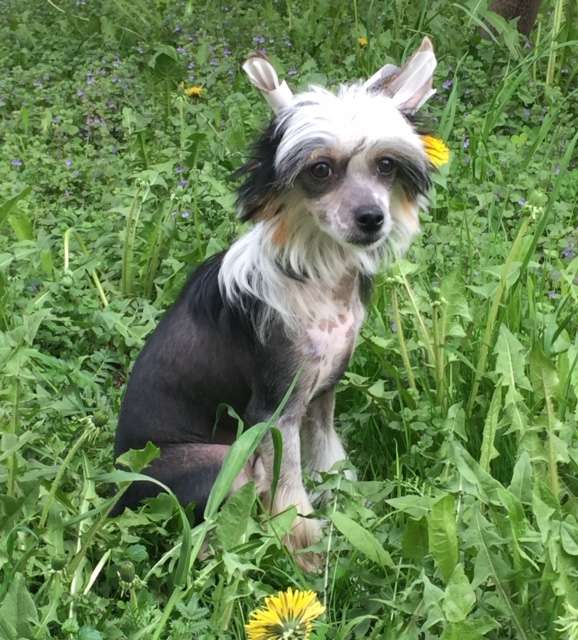 Sapfir iz Tsarskogo Sela Archi Gentle Wind