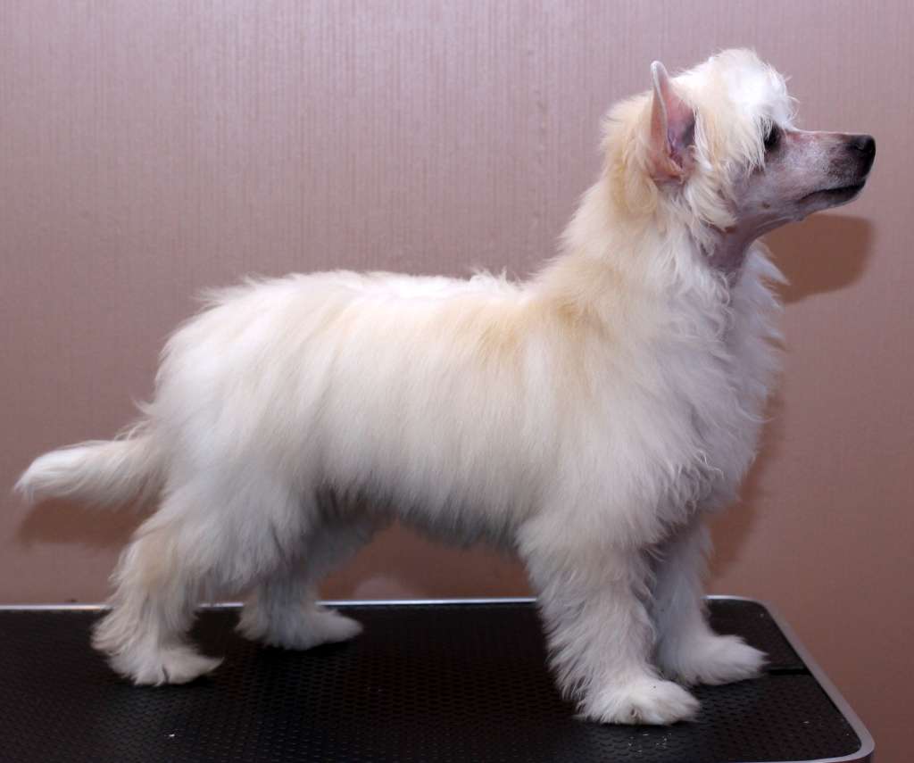 Artic Flyer's Winter Wonder Royalty