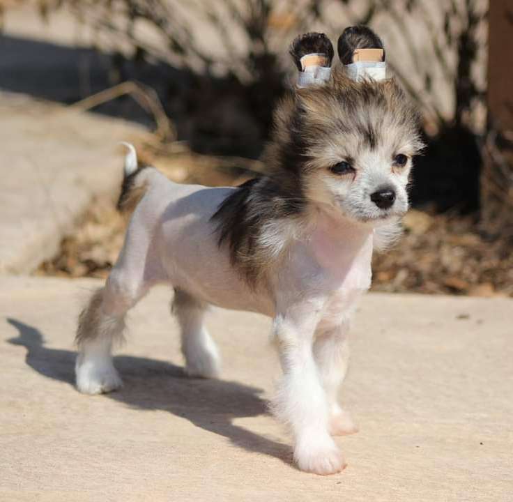 Roserok Klearly Stayin' Classy