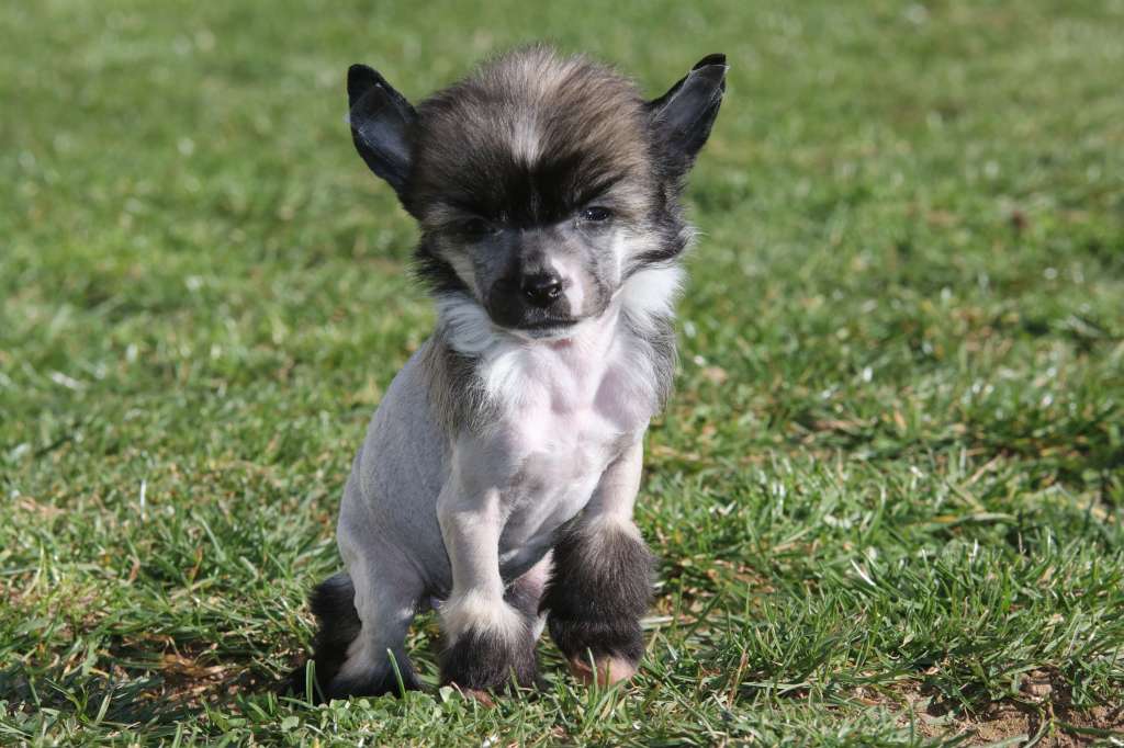 Don't Let Me Down Princes de la Roses