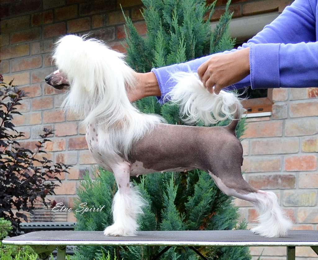 Etno Spirit Charisma