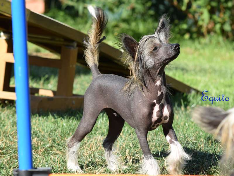 *Black Fairies* Equito Kabiki Dreams