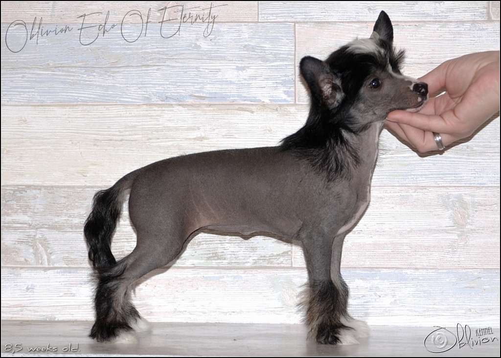 Oblivion Echo Of Eternity