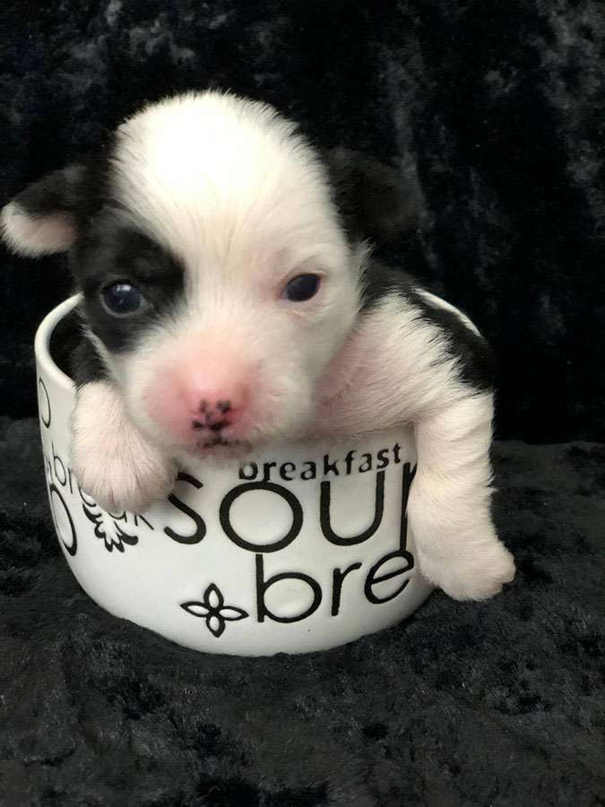 Charuyuschiy Soblazn Iriska Sweet Caramel