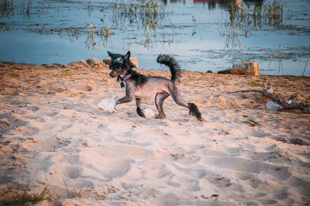 MEGGI Aniolek z Rozkami