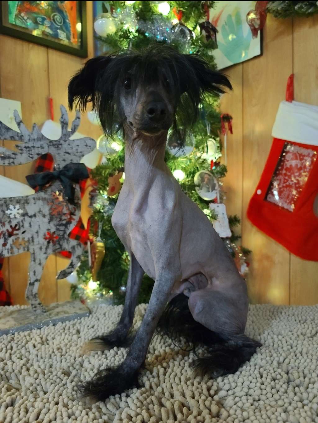 Long Haul's Great Cosmic Masterpiece